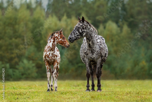 Obraz na płótnie Knabstrupper breed mare with a foal in summer w salonie