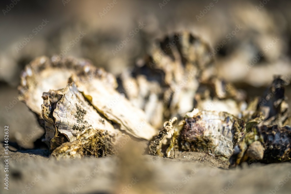 oysters on the beach. growing oyster on a sand beach in tasmania australia oysters on the beach. growing oyster on a sand beach in tasmania australia