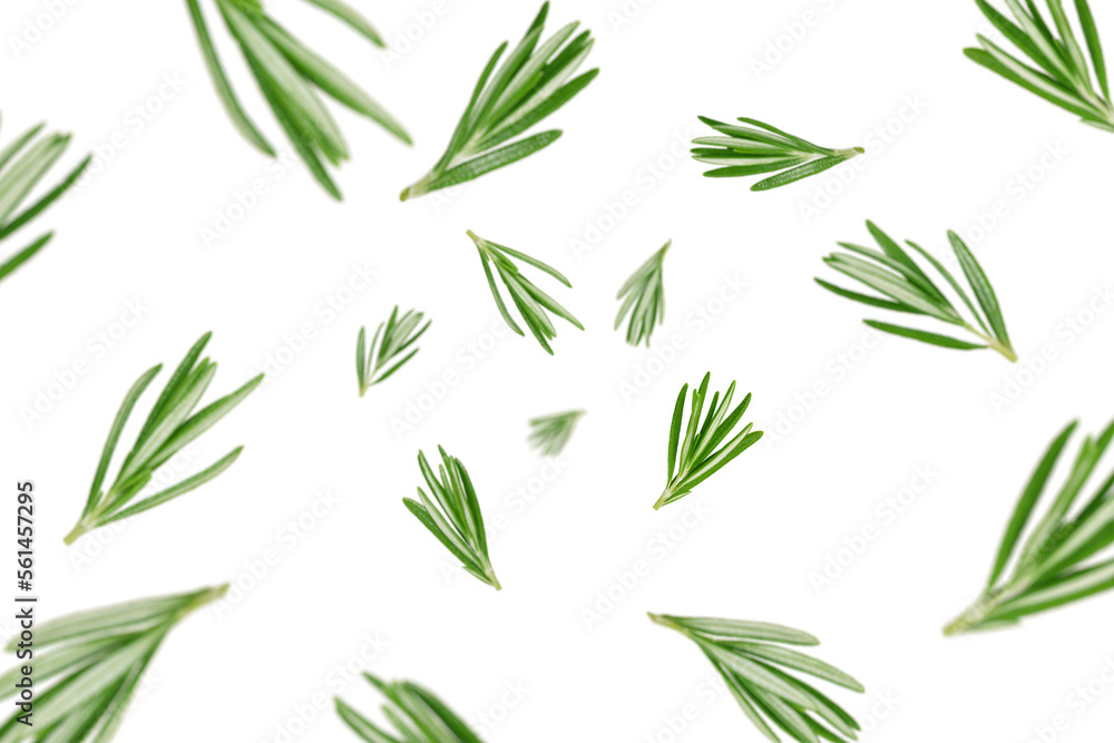 Falling rosemary isolated on white background, selective focus