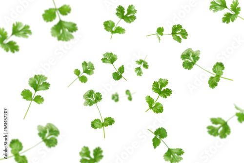 Falling Coriander leaf isolated on white background  selective focus