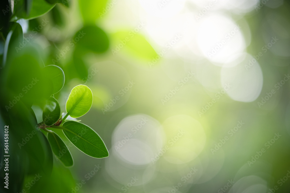 Natural green leaf texture with sun light use for nature background wallpaper cover page Natural green leaf texture with sun light use for nature background wallpaper cover page