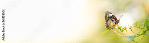 Photography Beautiful nature view of butterfly on blurred background in garden with copy spa