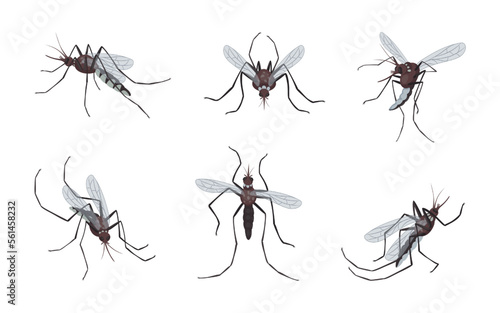 Mosquitoes fly and bite. Gnats swarm. Animal dengue epidemic. Insecticide repellent from sucking midge. Bugs with stings and wings. Bloodsucker insects set. Vector tidy illustration