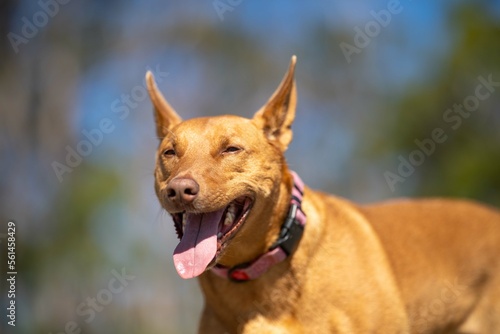 kelpie panting after a run in the bush in australia