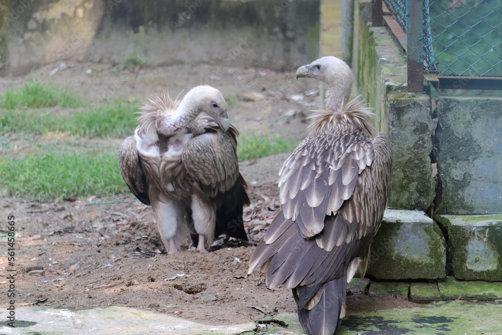 Fototapeta premium Violent vulture in the national zoo of Bangladesh