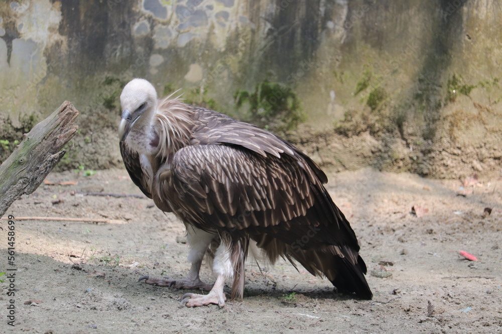 Fototapeta premium Vulture is clearing trush from environmen