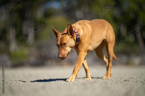 rescue dog on a sandy beach in australia
