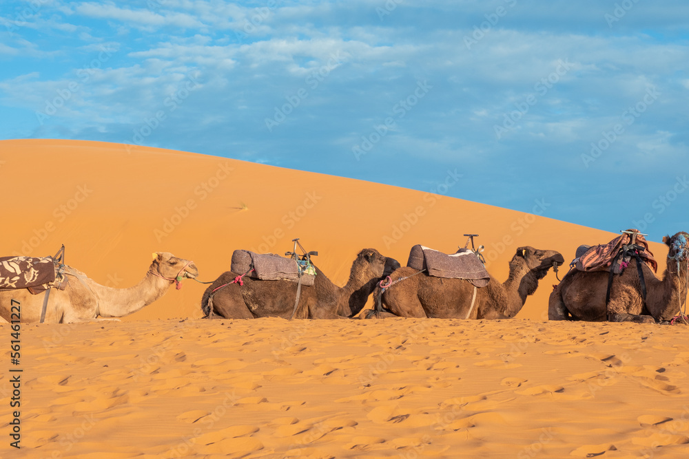 Fototapeta premium Dromedaries in line chilling in the sahara desert