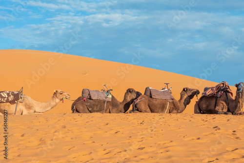 Dromedaries in line chilling in the sahara desert