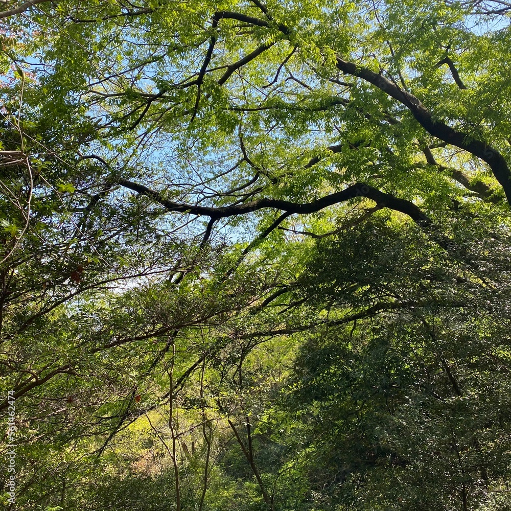 Fototapeta premium trees in the forest