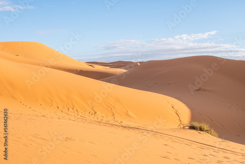 Beautiful sand dunes in the Sahara desert.