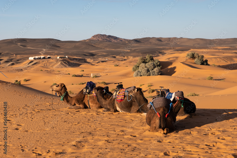 Fototapeta premium Dromedaries in line chilling in the sahara desert