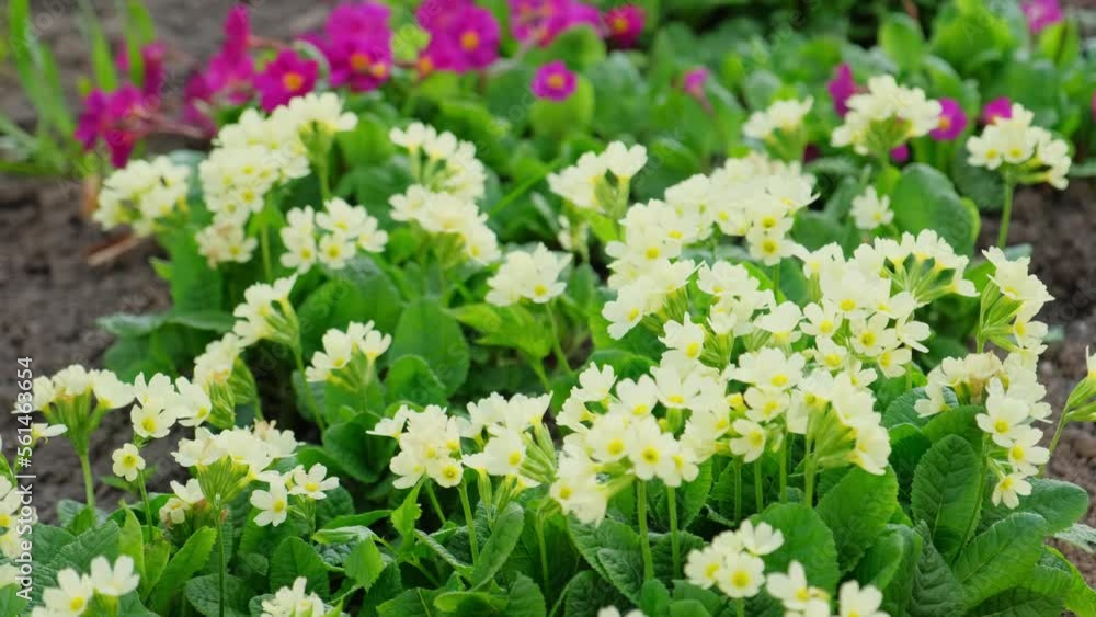 Easter concept. Primrose Primula with yellow flowers in flowerbed in spring time. Inspirational natural floral spring or summer blooming garden or park. Hello spring Easter concept. Primrose Primula with yellow flowers in flowerbed in spring time. Inspirational natural floral spring or summer blooming garden or park. Hello spring