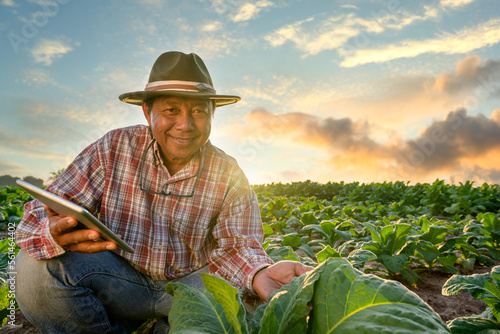 An old Asian male garden owner. working in agriculture in a tobacco plantation Asian male senior farmer standing in his tobacco plantation against evening sunset. photo