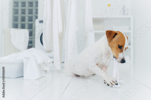 Horizontal shot of jack rusell terrier bites white linen while host is away, has much work in laundry room, going to be punished, white basin with towels to wash photo