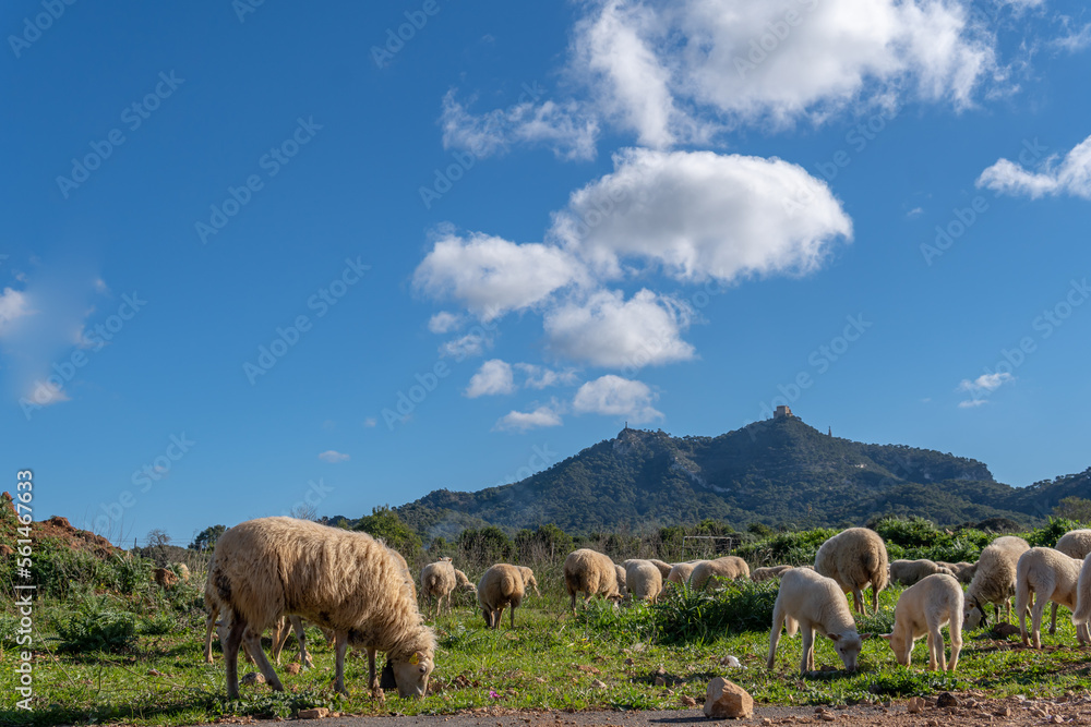 Flock of sheep grazing in a green meadow