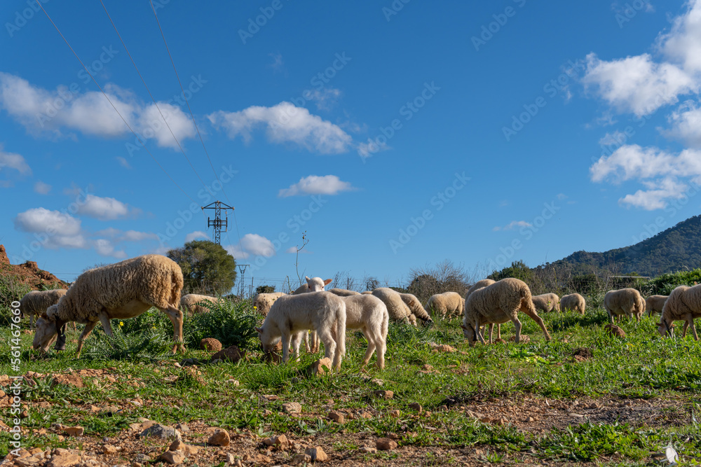 Flock of sheep grazing in a green meadow on the island of Mallorca on a sunny winter morning. Spain