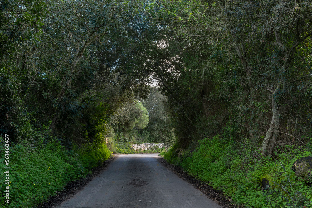 Rural road surrounded by holm oaks Rural road surrounded by holm oaks
