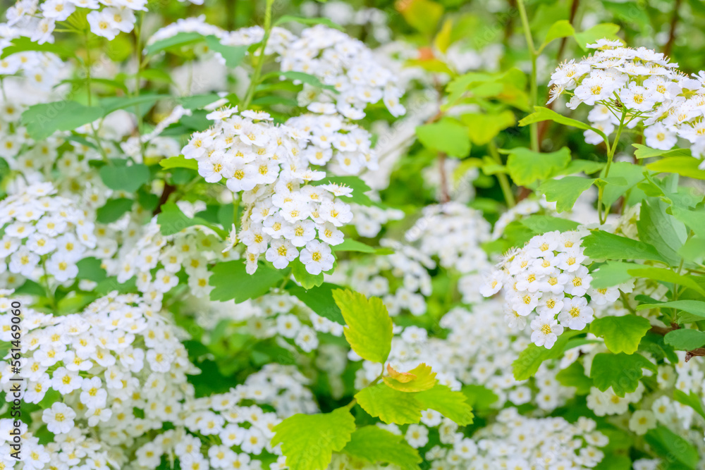 Blooming spring flowers. Lobularia maritima flowers Alyssum maritimum, Sweet Alyssum, Sweet Alison is a species of low-growing flowering plant. Blooming spring flowers. Lobularia maritima flowers Alyssum maritimum, Sweet Alyssum, Sweet Alison is a species of low-growing flowering plant.