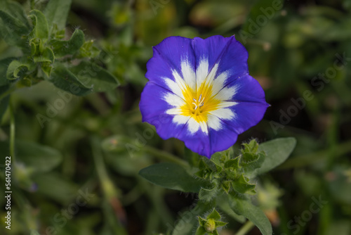 Billede på lærred Blooming convolvulus tricolor with a green background.