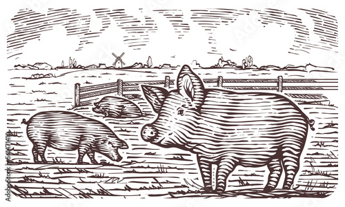 Engraving illustration of countryside view with pigs on a farm. Vector hand drawn illustration