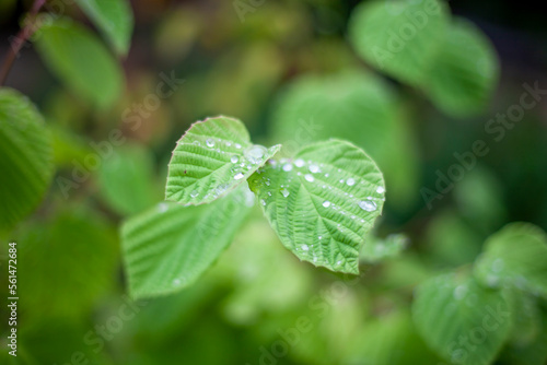 Closeup shot of a green Kratom plant grown in the field