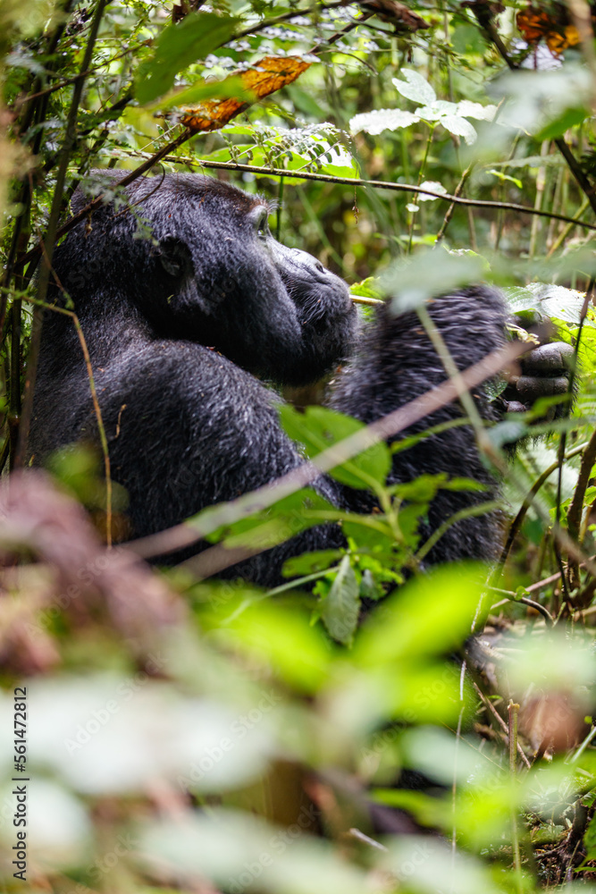 Obraz premium Eastern mountain gorilla in tropical forest of Uganda