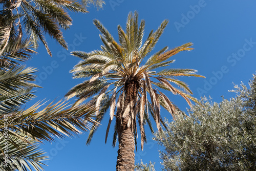 Date palms in an oasis along the road through the Atlas Mountains