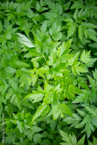 Vertical shot of xanthorhiza leaves in a garden under the sunlight with a blurry background