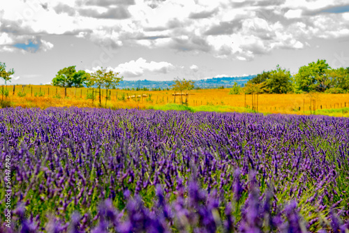 Wallpaper Mural Lavender Farm Auckland Photoshoot Torontodigital.ca