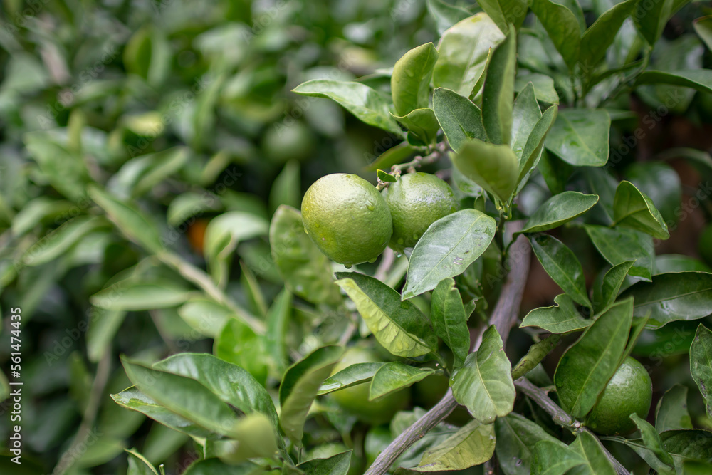Closeup shot of calamansi lime on a tree