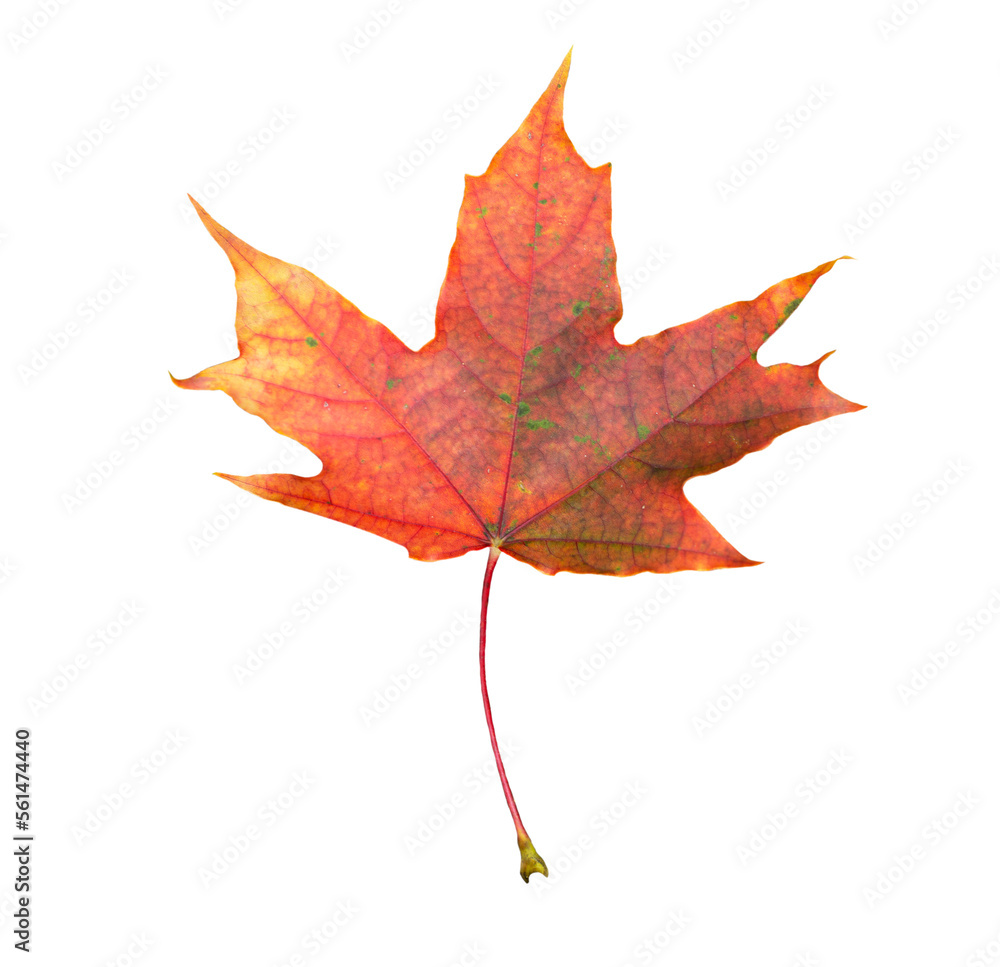 Fototapeta premium Autumn orange maple leaf on transparent background