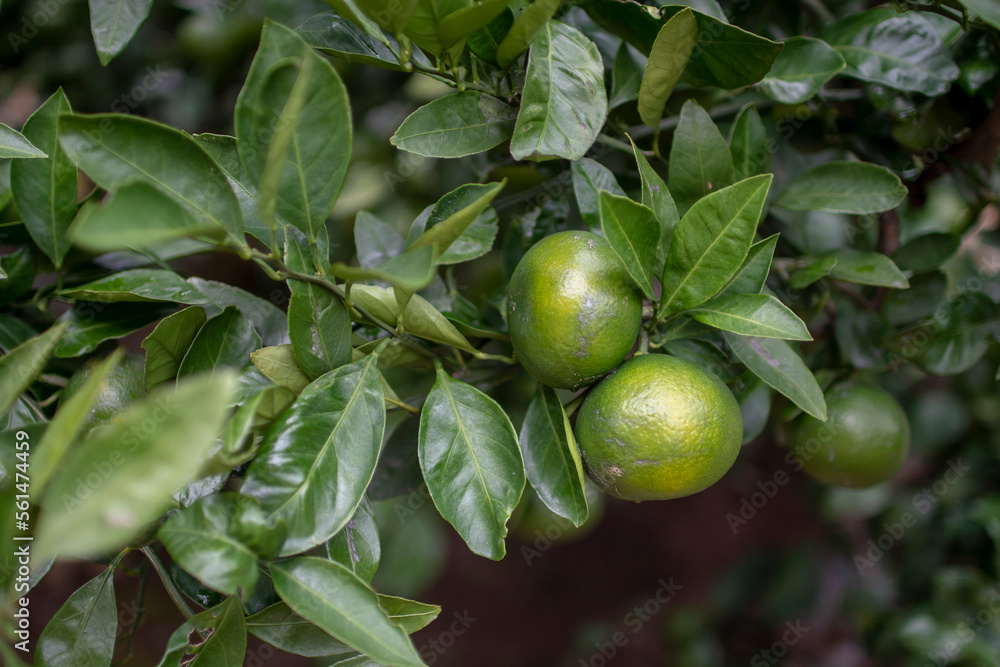 Closeup shot of calamansi lime on a tree