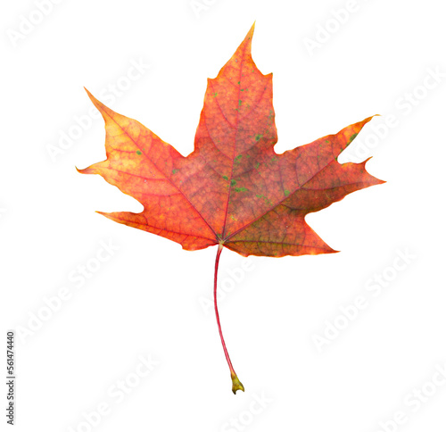 Autumn orange maple leaf on transparent background