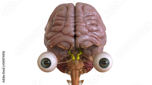 Human brain anatomy for medical concept 3D rendering photo