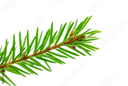 Small green branch of a spruce isolated on a transparent background.
