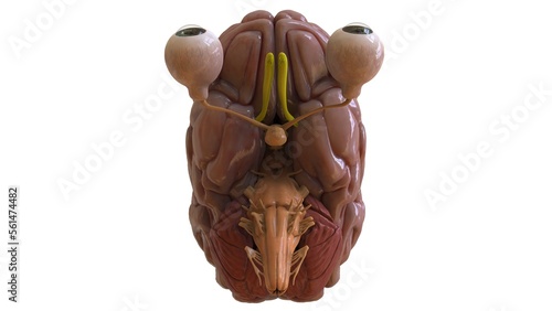 Human brain anatomy for medical concept 3D rendering photo