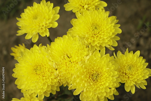 Close up of yellow Chrysanthemum flowers. Blurred background with yellow Chrysanthemum flower.