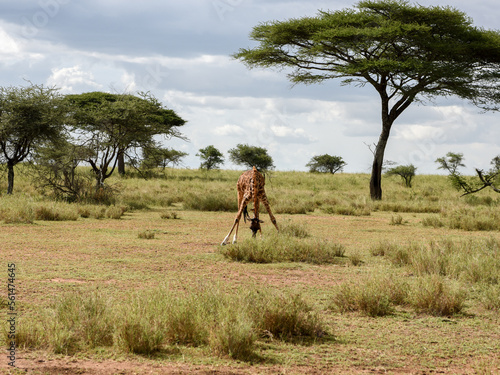 African giraffe eating in Savannah in Serengeti National Park, Tanzania