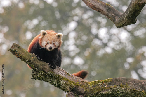 red panda on a tree 