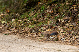 Kalij pheasant or Lophura leucomelanos female bird running on forest track at dhikala zone of jim corbett national park or tiger reserve uttarakhand india asia