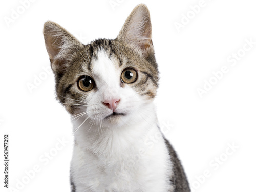 Head shot of cute black tabby with white stray cat kitten, sitting up facing front. Looking straight to camera, Isolated cutout on transparent background.
