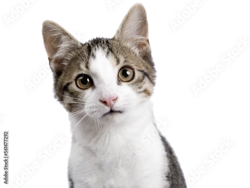 Fototapeta na wymiar Head shot of cute black tabby with white stray cat kitten, sitting up facing front. Looking straight to camera, Isolated cutout on transparent background.