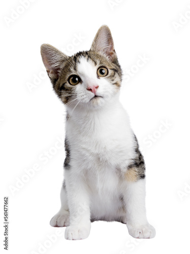 Cute black tabby with white stray cat kitten, sitting up facing front. Looking straight to camera, Isolated cutout on transparent background. photo