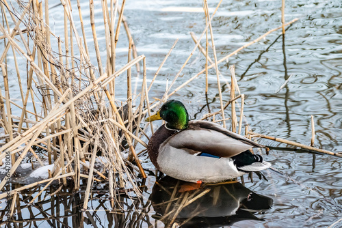 A wild duck with beautiful plumage swims in a winter pond.