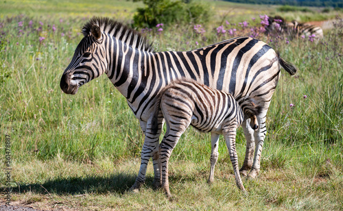 Zebra foal suckling on its mother. Photographed in South Africa.