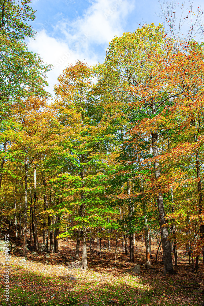 Naklejka premium The edge of the forest