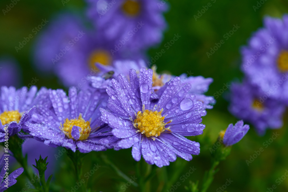 Obraz premium Blüten der Herbstaster mit Regentropfen