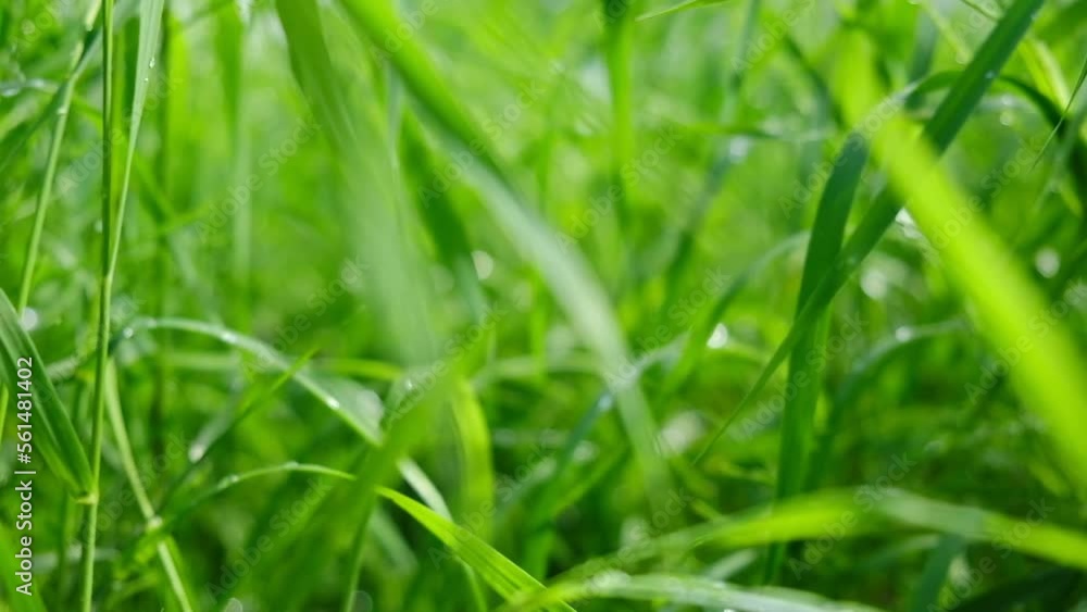 Camera Moving Through Wild Grass in a Field. Going on a Tall Grass through the High Green Meadow Flowers. POV Scene Passing across Bright Grassy Plants Moved by the Wind. Slow motion. Close Up, Macro Camera Moving Through Wild Grass in a Field. Going on a Tall Grass through the High Green Meadow Flowers. POV Scene Passing across Bright Grassy Plants Moved by the Wind. Slow motion. Close Up, Macro