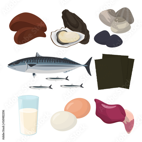 Vector illustration of foods containing vitamin B12.